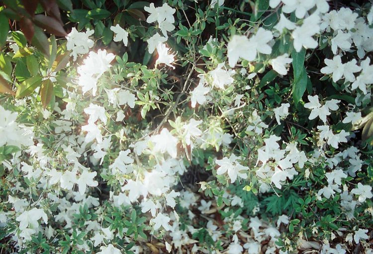 【camell】フィルムカメラ入門ガイド2025_2