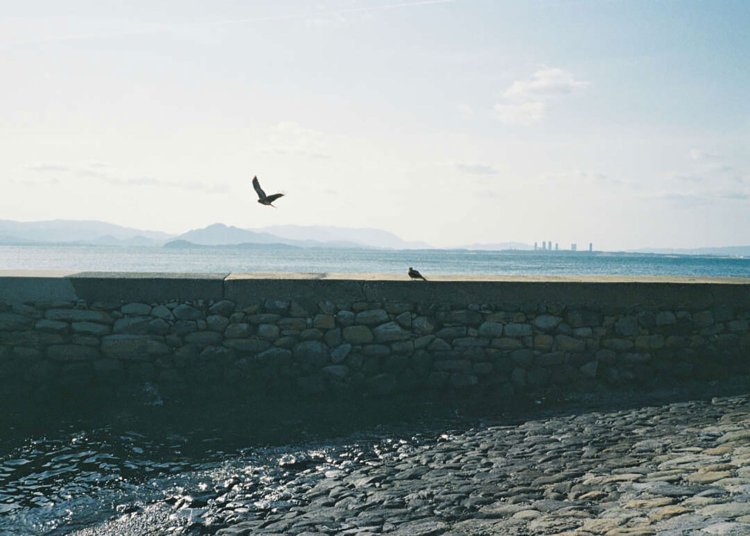 【camell】フィルムカメラ入門ガイド2025_10