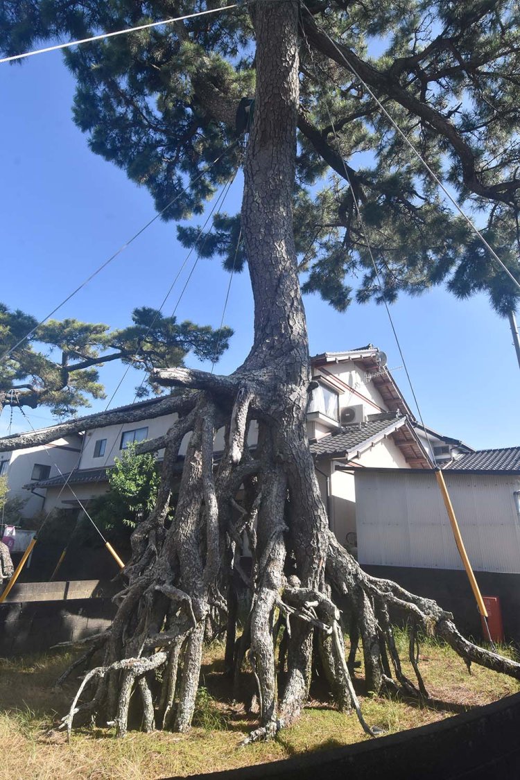 推定樹齢は250年とされている根上りのマツ。木の周囲を回ることができる。