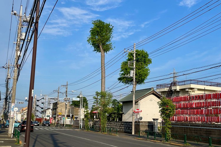 今の青梅街道、新小平駅付近。かつての小川村の中心で、屋敷林の名残らしいケヤキの高木も。