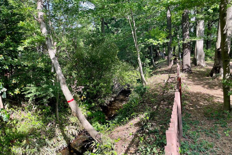 玉川上水。東大和市との市境あたりで、野火止用水との分岐点にも近い。