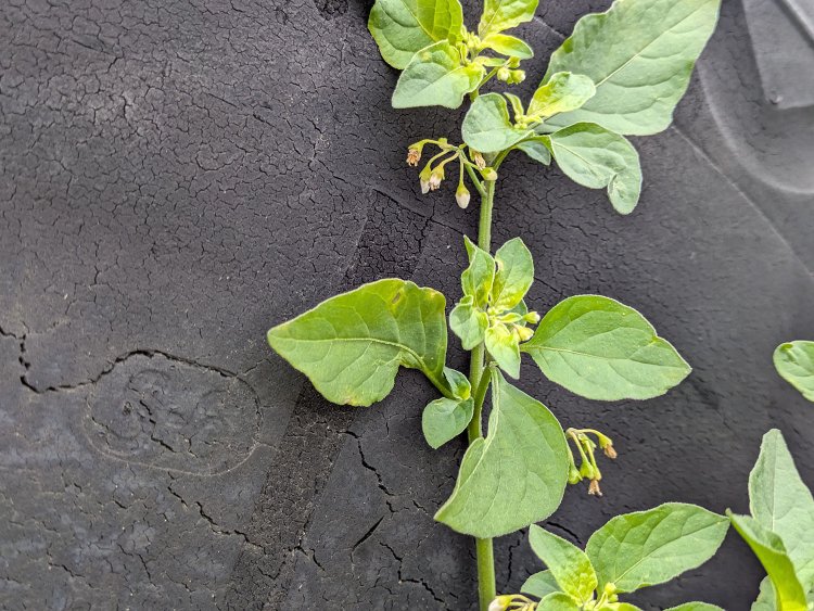 タイヤは80年の月日が流れた。植物が寄り添うように生え、畑の一部へと溶け込んでいる。トレッドパターンのヤマは減っておらず、新品のタイヤだったのかもしれない。