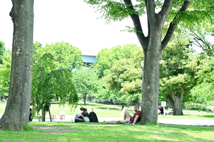 木陰が心地いい隅田公園（向島）。