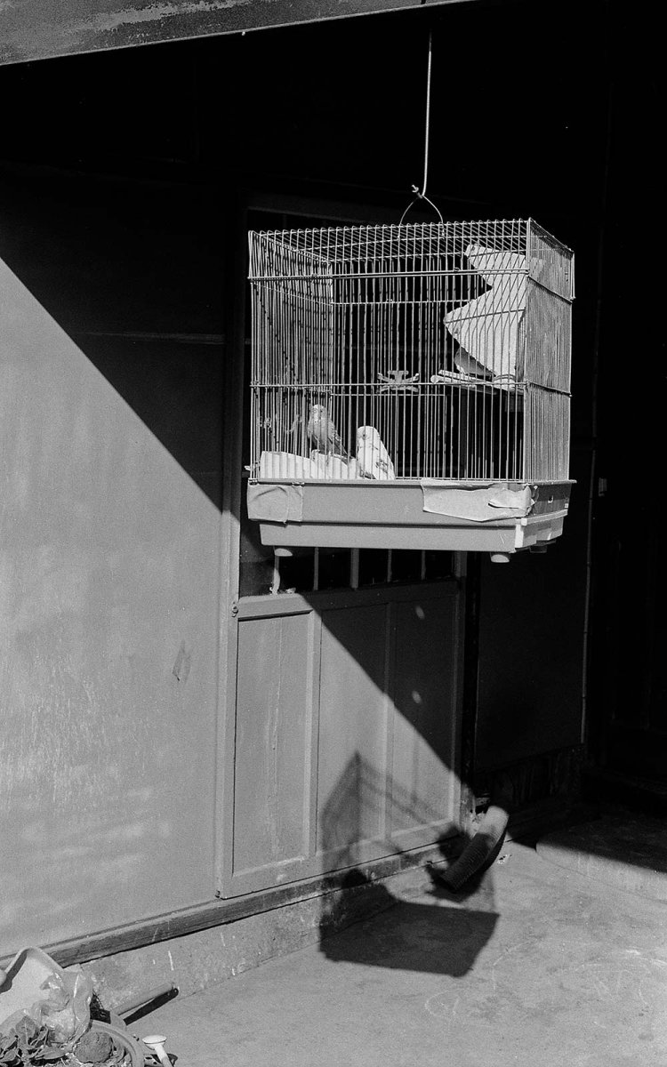 「吊るした鳥籠と影のコントラストが面白くて」と高島さん。1982年2月、八広3丁目。