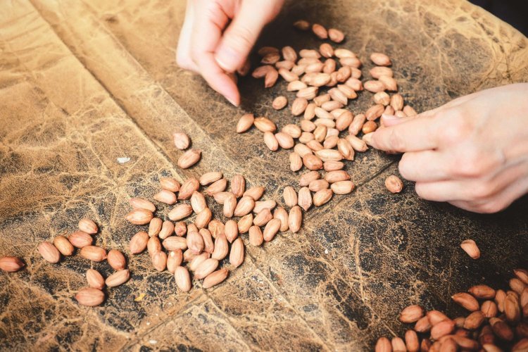 加工に使う豆を選別。傷ついたり欠けているものがないか、手と目でチェック。