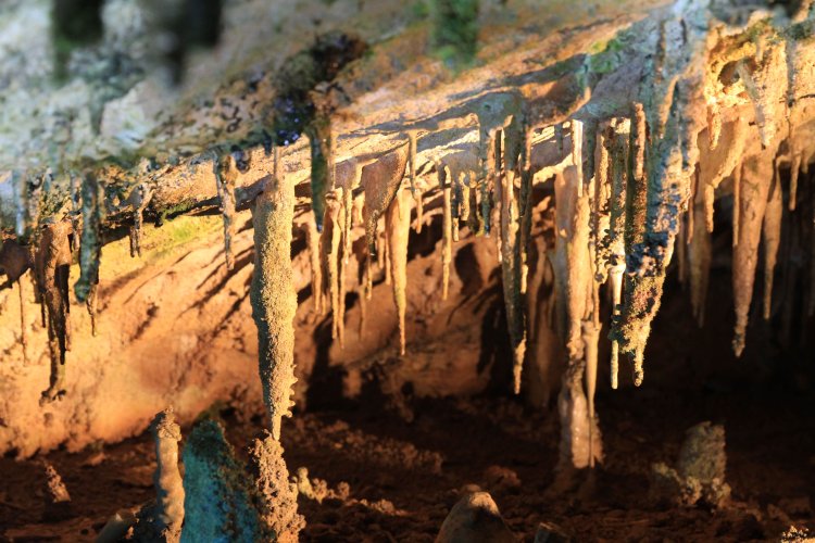 面不動鍾乳洞の「銀糸（ぎんし）の窟（くつ）」。細くて中が空洞になっているストロー鍾乳管が見られる。