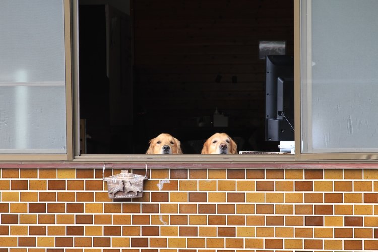 ゴールデンレトリバーがお出迎え。