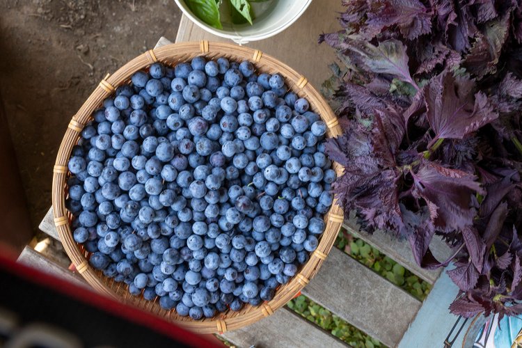 子供には購入分のブルーベリーを、その場で摘ませてあげることも！