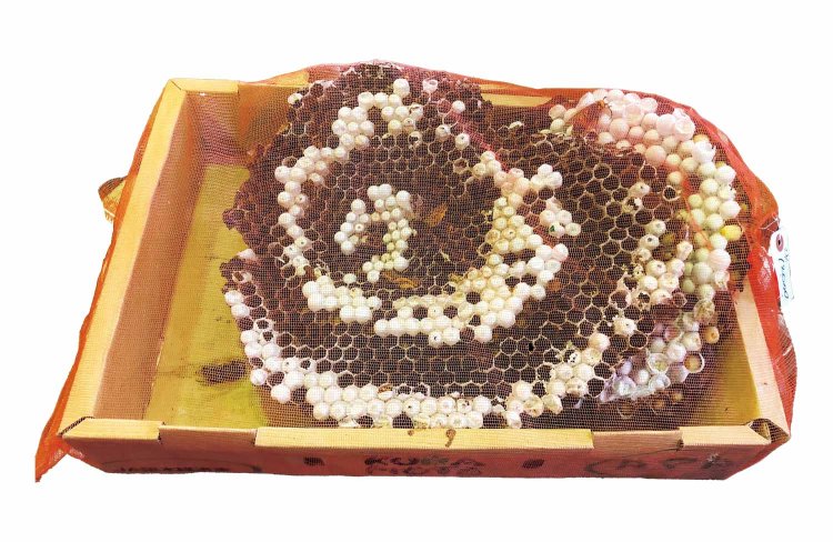 【旅の手帖】八百津松茸市場「後藤食品」_14