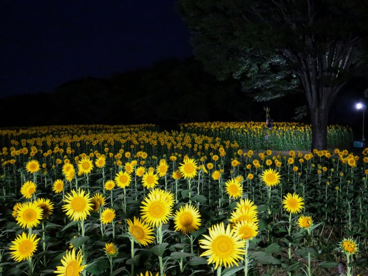 ヒマワリ畑もライトアップ（点灯18時・消灯20時30分）。