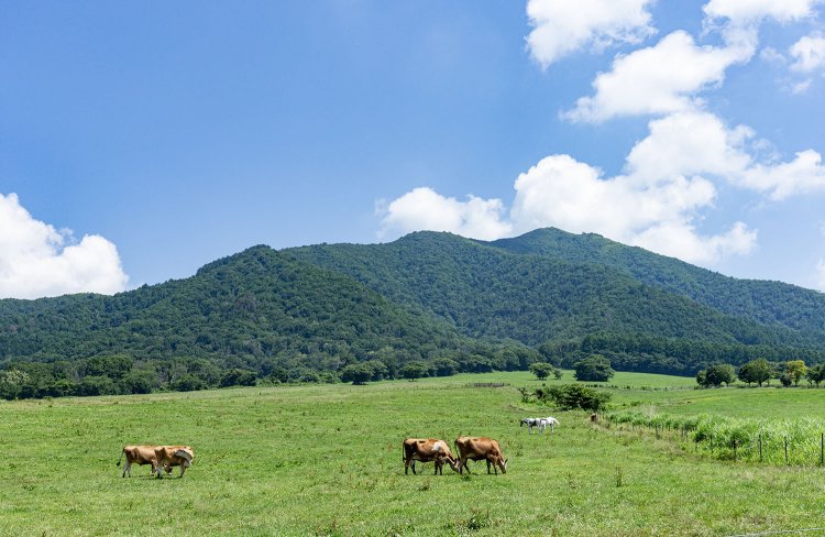 まるで絵本のような牧歌的な景色が広がる蒜山高原（撮影＝本郷淳三）。