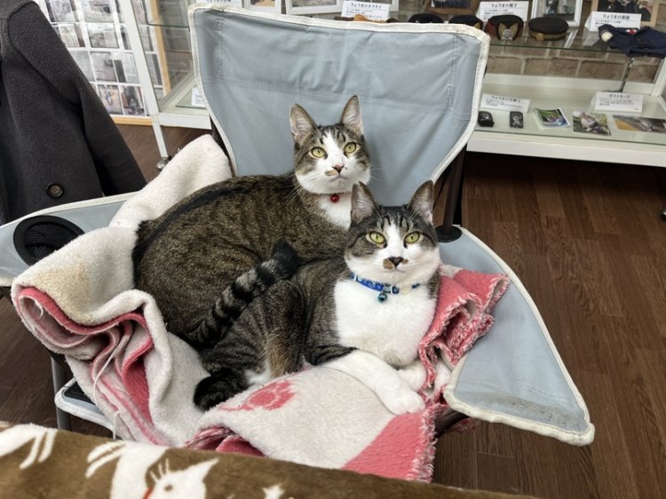 赤い首輪がトレードマークのやまと、青い首輪がちどり。