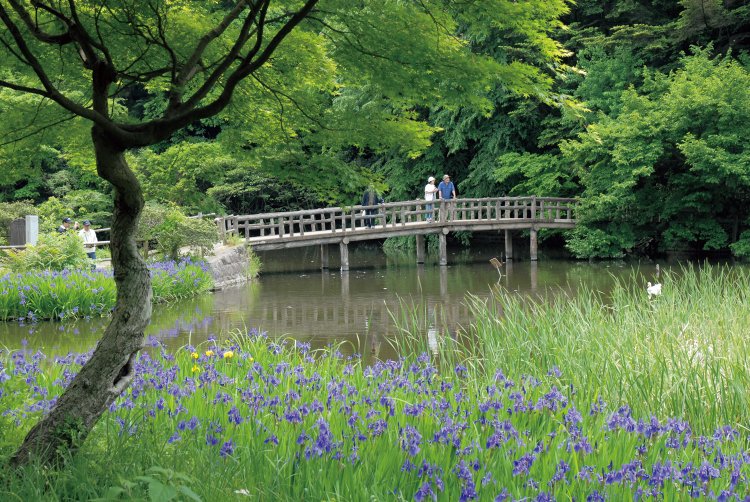 5月上旬～中旬には三宝寺池でカキツバタの群生が見られる。