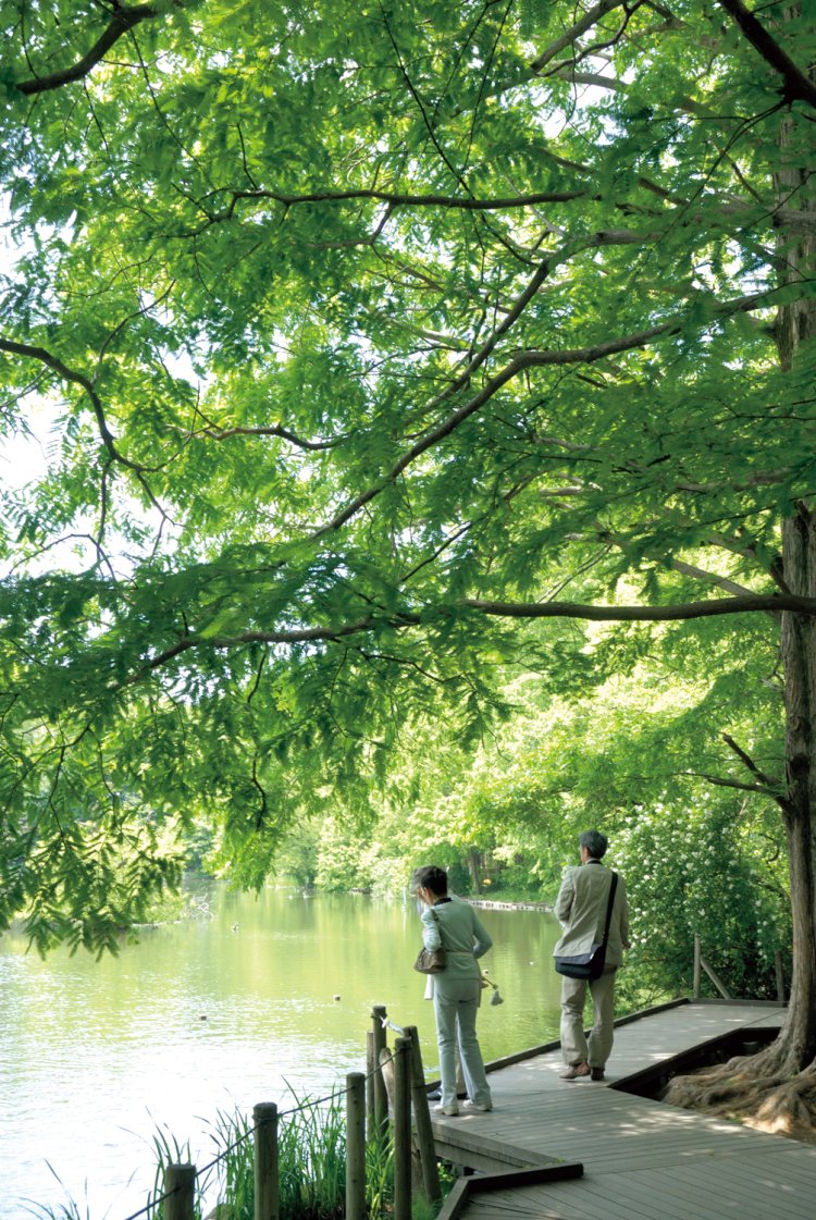 石神井公園の三宝寺池。