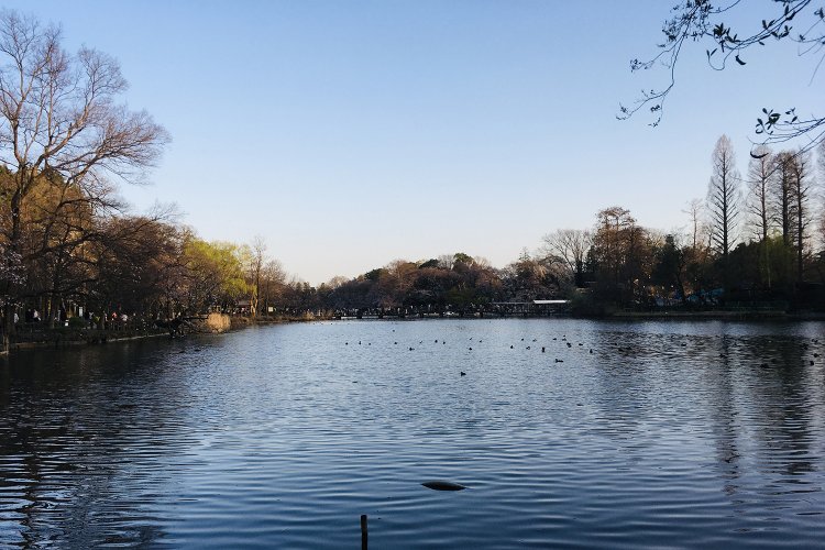 井の頭公園の井の頭池。