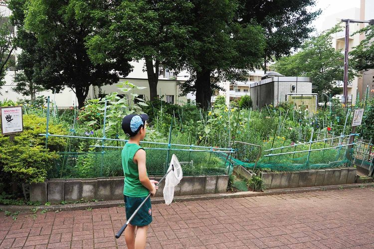 狙っているのはアオスジアゲハ。楠の葉っぱに寄ってくるそう。手前の花壇は街の人たちで区分けして育ててるとのこと。