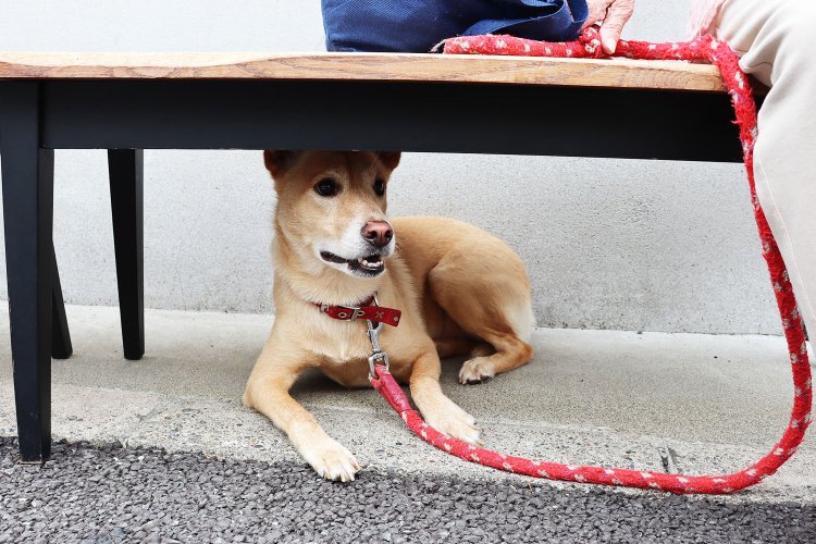 犬を飼うためにこのあたりに引っ越してきたそうだ。