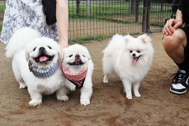 （左から）幸せそうなお米ちゃん、お豆ちゃん、ニコちゃん。