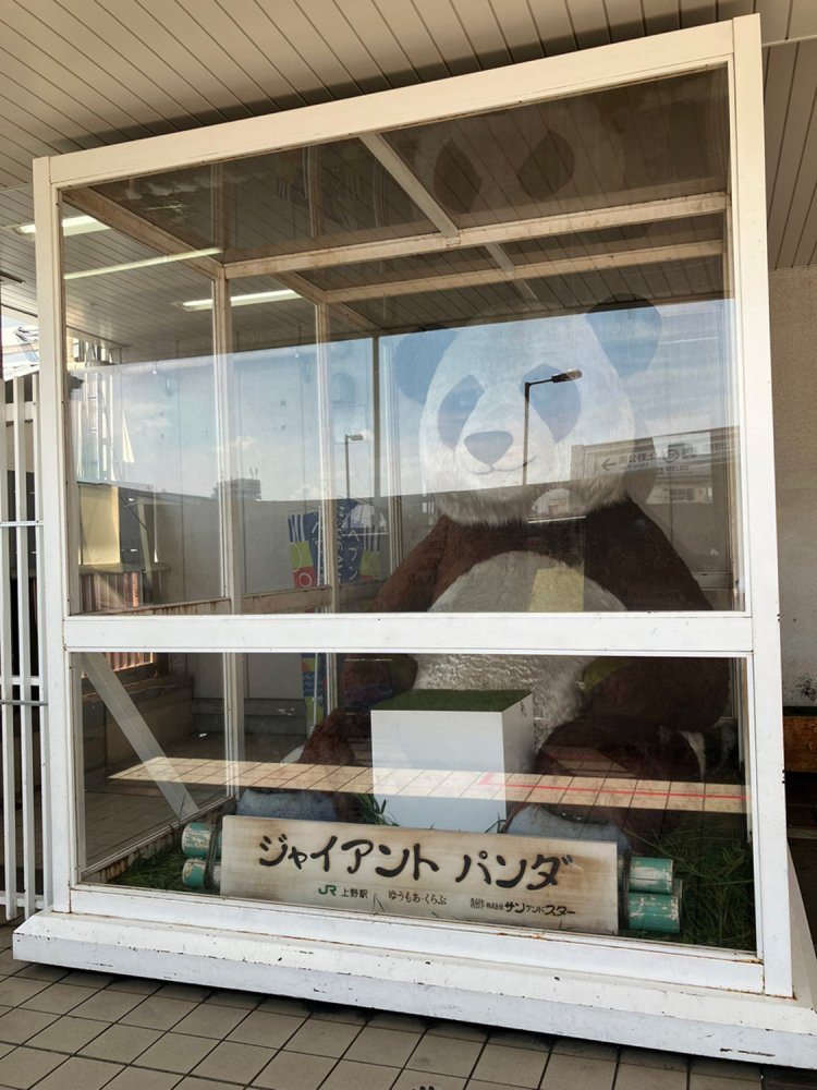 日のあたる場所にいるので、少し黒い毛があせている。2025年8月現在、子パンダはお出かけ中とのことで、どこに行ったのだろう。