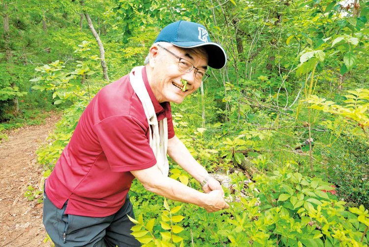 クロモジの葉を丸めて鼻の穴に入れると鼻詰まりが解消できる⁉︎