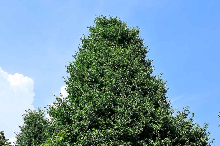 【散歩の達人】国立の三角形_15