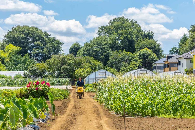 畑の広さは約1ha。奥に見える落葉樹の落ち葉と、府中にある大学の馬術部から仕入れる糞（ふん）で堆肥を作る。
