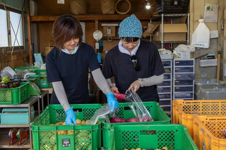 収穫・梱包は家族も協力する。