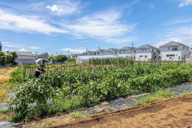 畑の広さは1200坪（約0.4ha）。