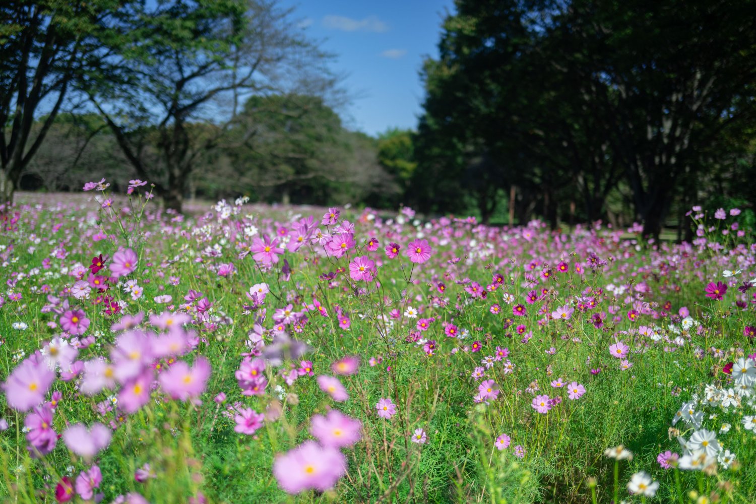 センセーション