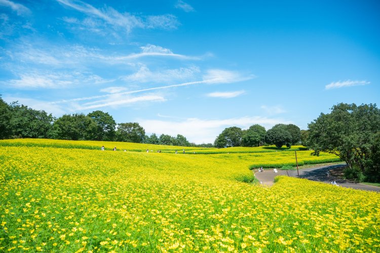鮮やかなレモンイエローのコスモスを見ていると元気がもらえそう。