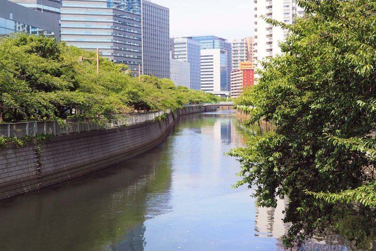 居木橋から目黒川の上流方面を眺める。