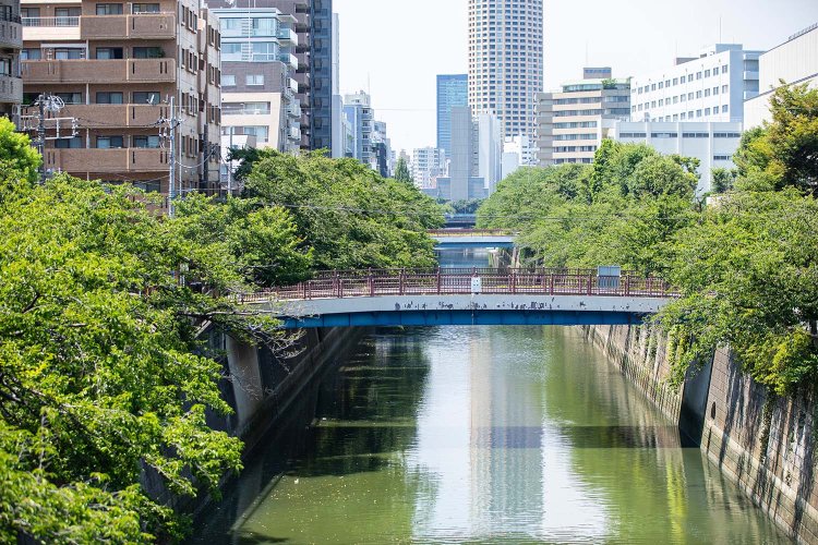 ふれあい橋から見る目黒川は季節ごとに異なる顔を見せてくれる。