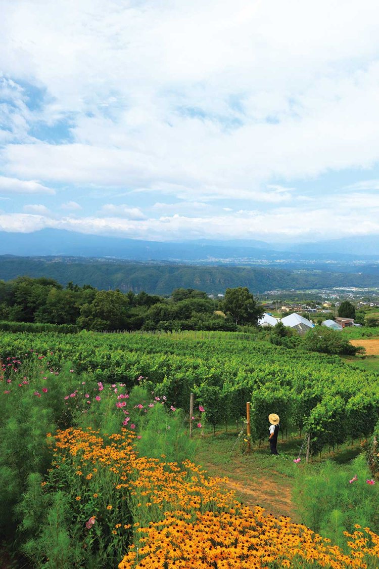 標高950mの高台に広がる『テールドシエル』のブドウ畑。信州の山々を遠望する。