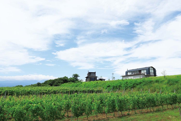 シラーとピノノワールを育てる畑の向こうにワイナリー。