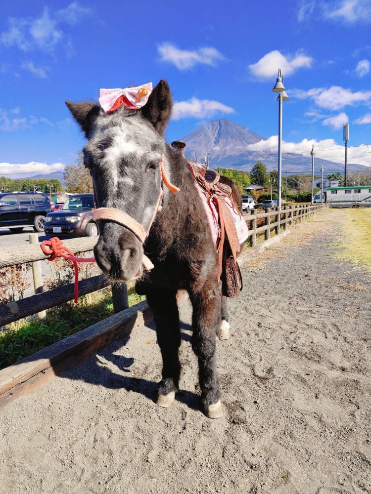 9月13・14日、ポニーと触れ合えるイベントを開催。10時30分～、12時30分～、14時30分～ポニーふれあい会場前受付テントにて整理券を配布。料金は無料。