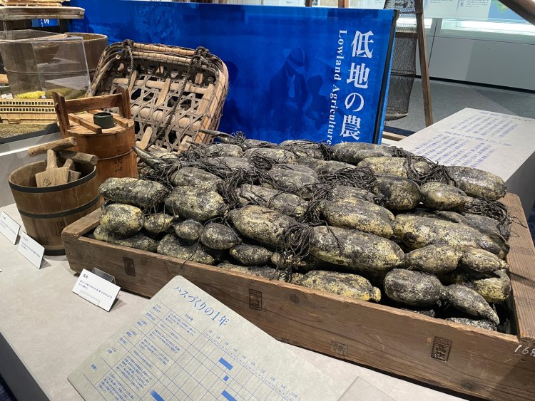 ハスづくりも盛んだった。