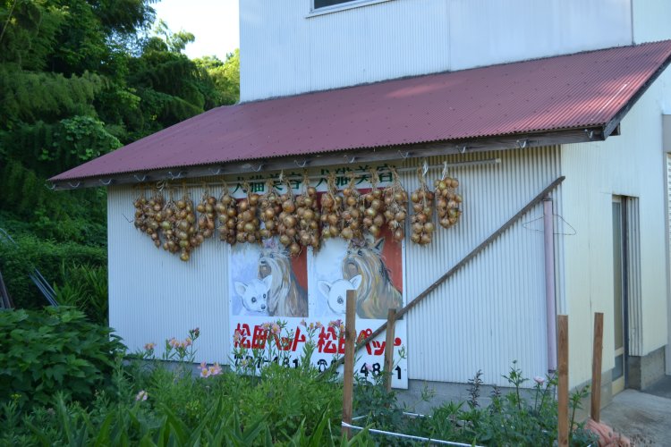 物干し竿や玉ねぎの間からチラリ。ファンの間では「隠され松田」としておなじみ。