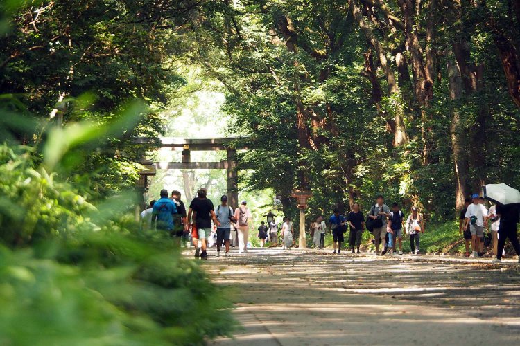 北参道。行き交う参拝客を、深い緑が包み込み見守っているかのよう。