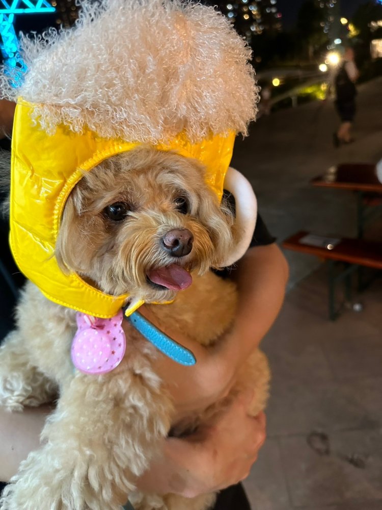 愛犬をビールに変身させるユニークな被り物も。