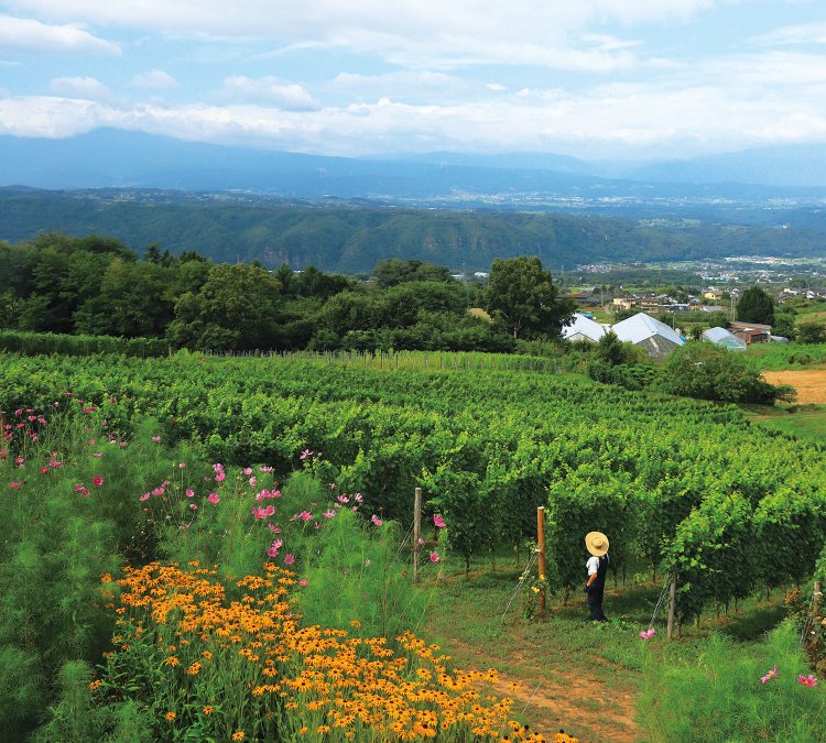 長野県小諸に広がるヴィンヤード。実りの丘に造り手集う“千曲川ワインバレー”　