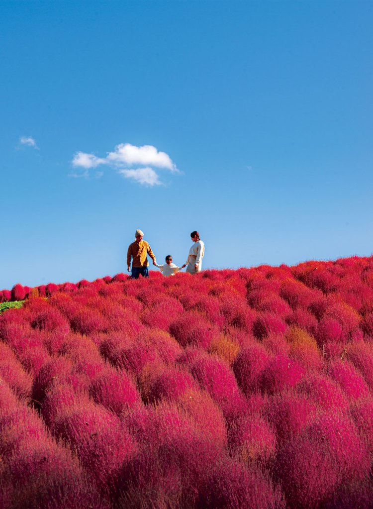 山頂エリアのコキア畑の見頃は9月中旬～10月中旬。