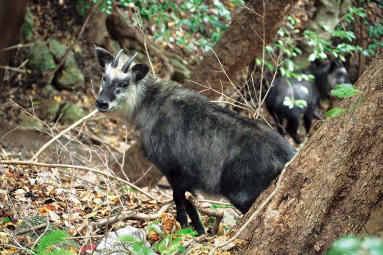 御在所岳にはニホンカモシカが生息している。