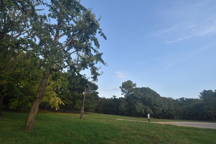 広大な芝生公園と数々の樹木が訪れる人を癒やしてくれる、入園自由の清澄公園。