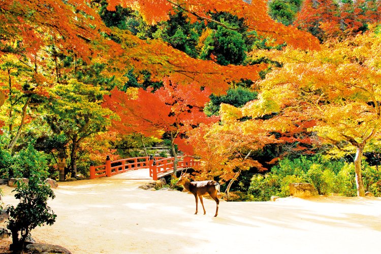 園内にはイロハカエデをはじめ、オオモミジ、ウリハダカエデ、ヤマモミジなどさまざまな種類が植えられている（写真＝新谷孝一）。