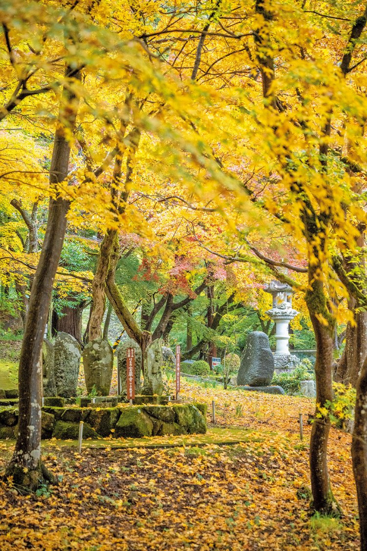 あちこちでうっとりの景色が広がり、黄葉も楽しめる。