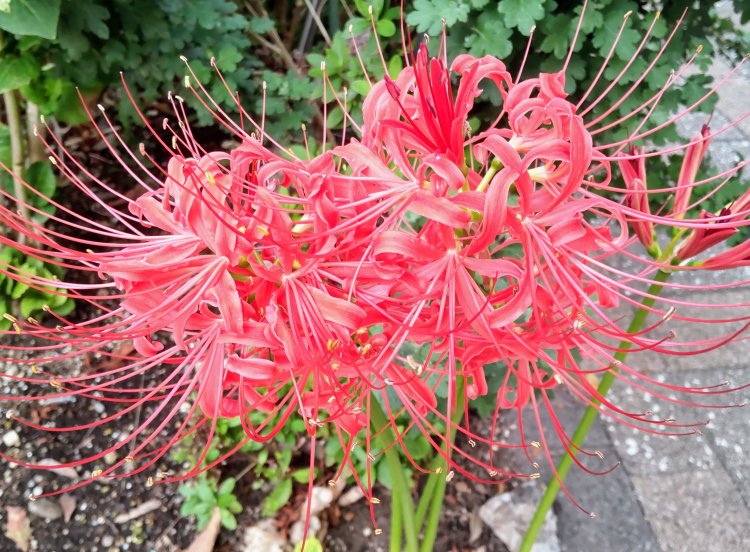 彼岸花も秋ならではの風物詩。