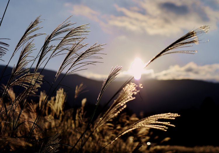 仙石原すすき草原では、夕暮れ時の散策もおすすめ（写真提供＝箱根町）。