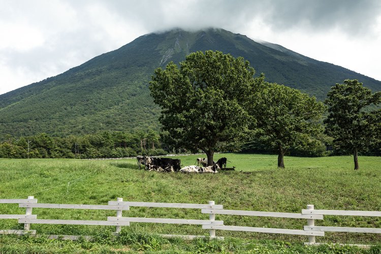 大山（だいせん）放牧場の向こうに見えるのは、中国地方最高峰の大山（撮影＝中野一行）。