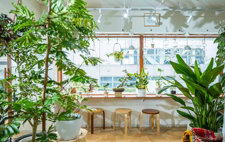 大きな窓で明るい店内。観葉植物は1鉢3000円台～。