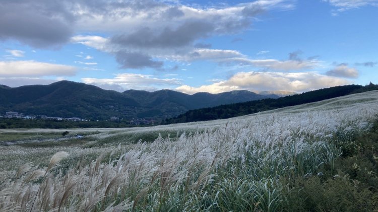 一面にススキが広がる、仙石原すすき草原。